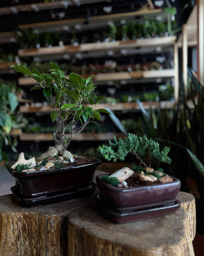 plant + sip: bonsai building friday 5/22