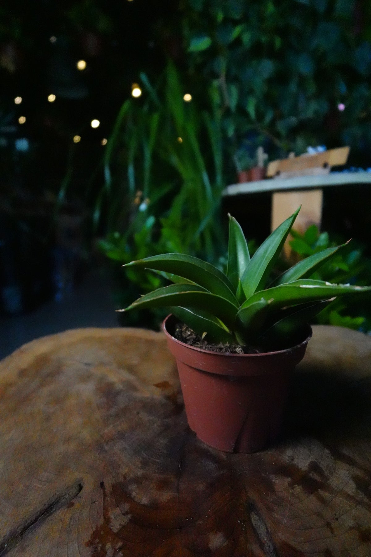 Sansevieria Green Tower 4"
