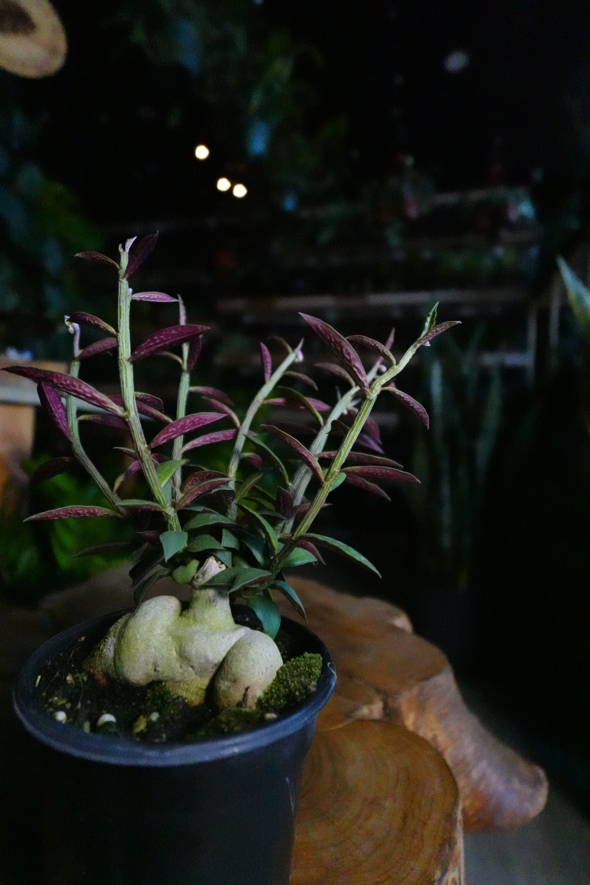 Red Monadenium 4"