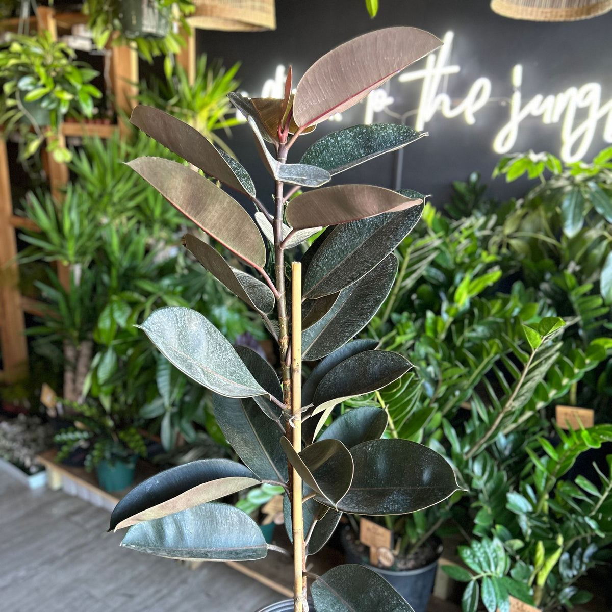 Ficus Burgundy (Dark Rubber Tree) 10"