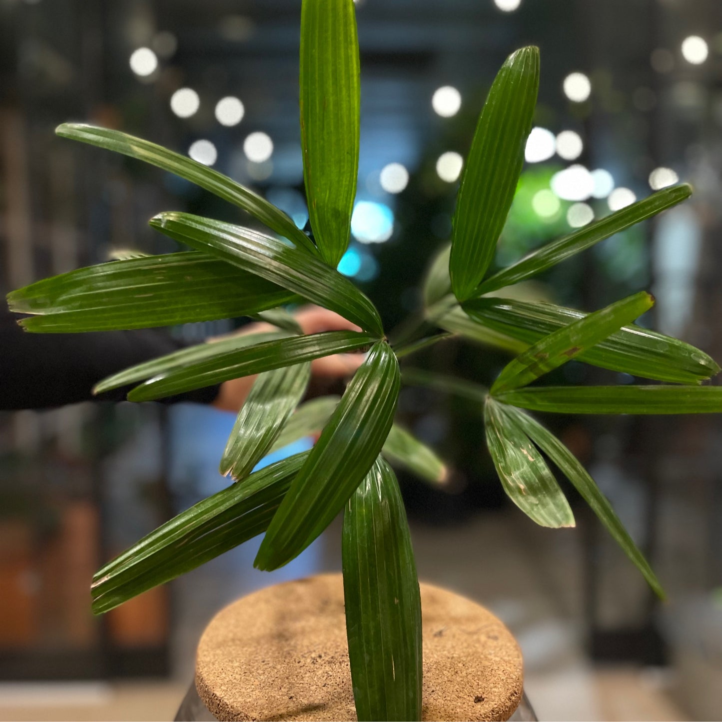 Lady Palm 4”