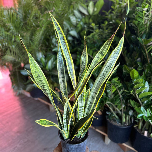 Sansevieria Laurentii (Snake Plant) 8”