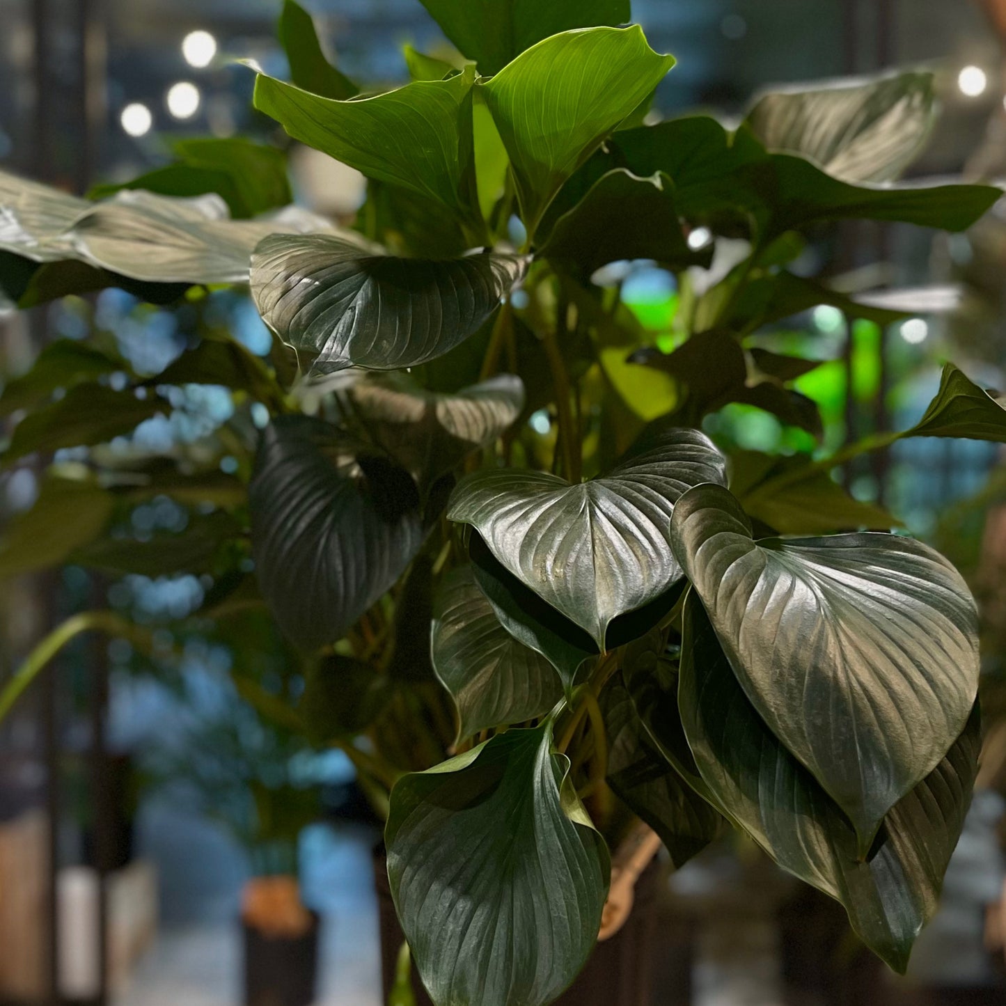 Homalomena Emerald Gem 8"