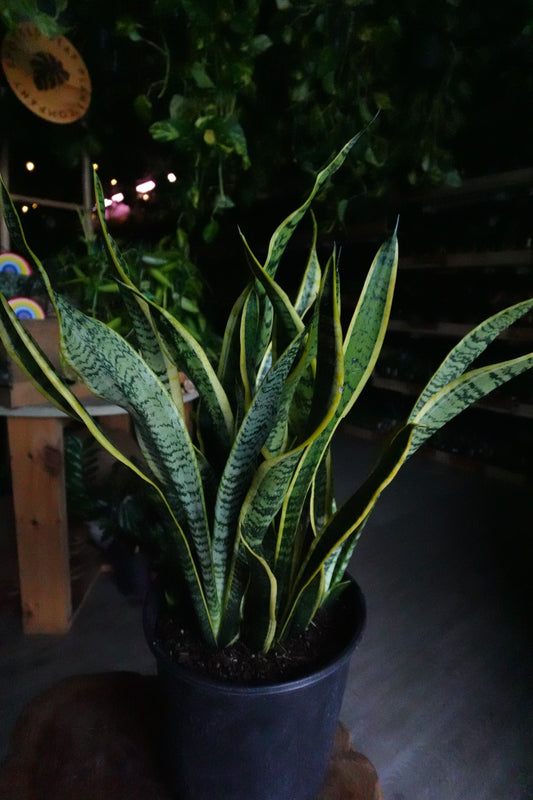 Sansevieria Laurentii (Snake Plant) 8”