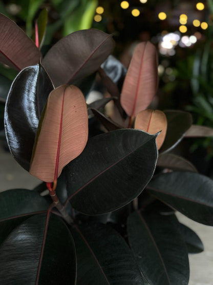 Ficus Burgundy (Dark Rubber Tree) 8"