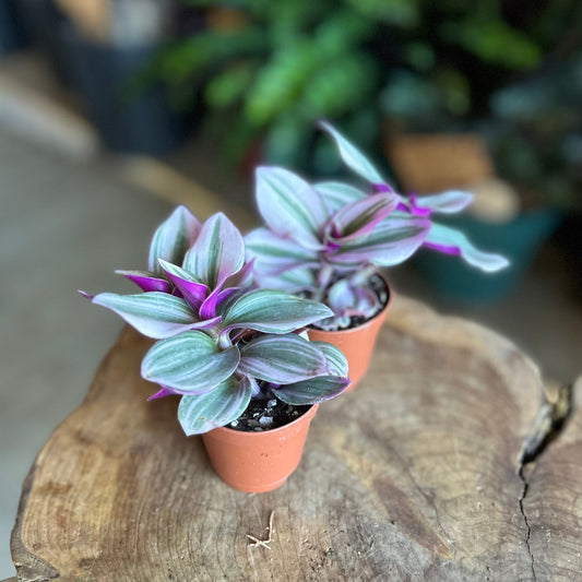 Tradescantia Nanouk 2"