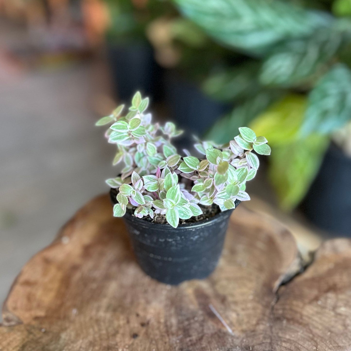 Callisia Pink Panther 4"