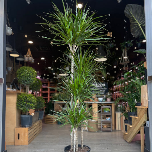 Dragon Tree (Dracaena Marginata) 12”