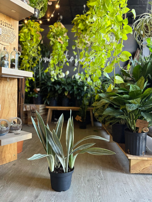 Sansevieria Sayuri 8"