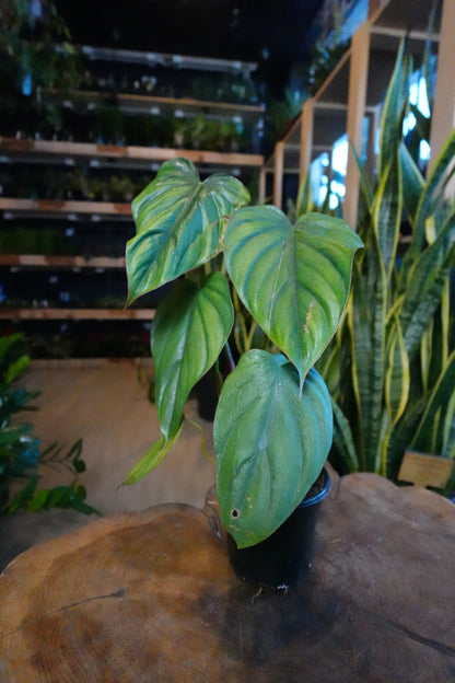 Philodendron Columbia 4"