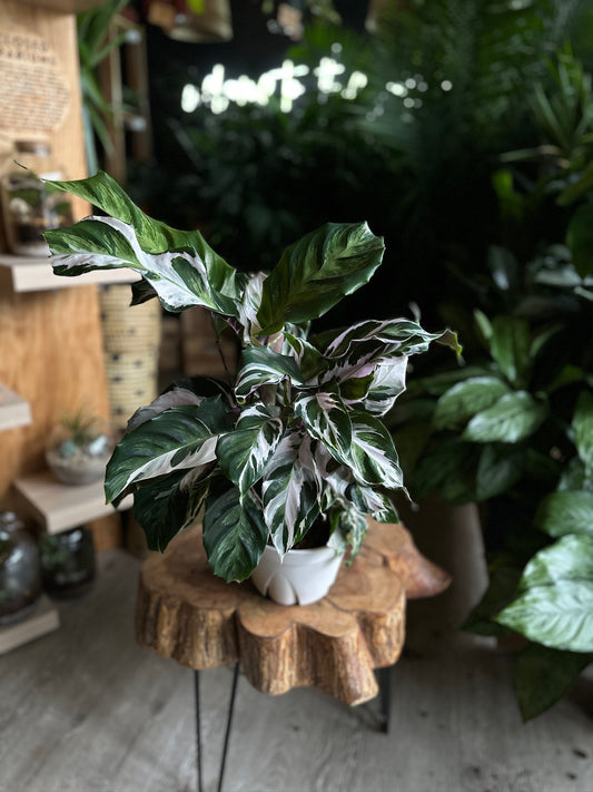 Calathea Fusion White 6”