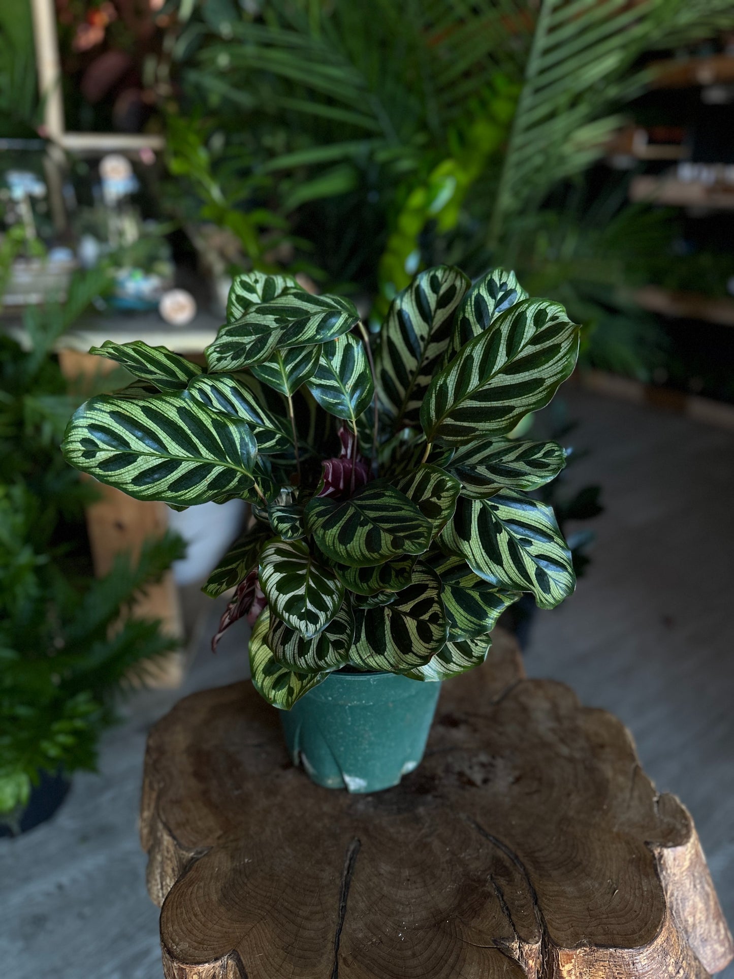 Calathea (Peacock) Makoyana 8”