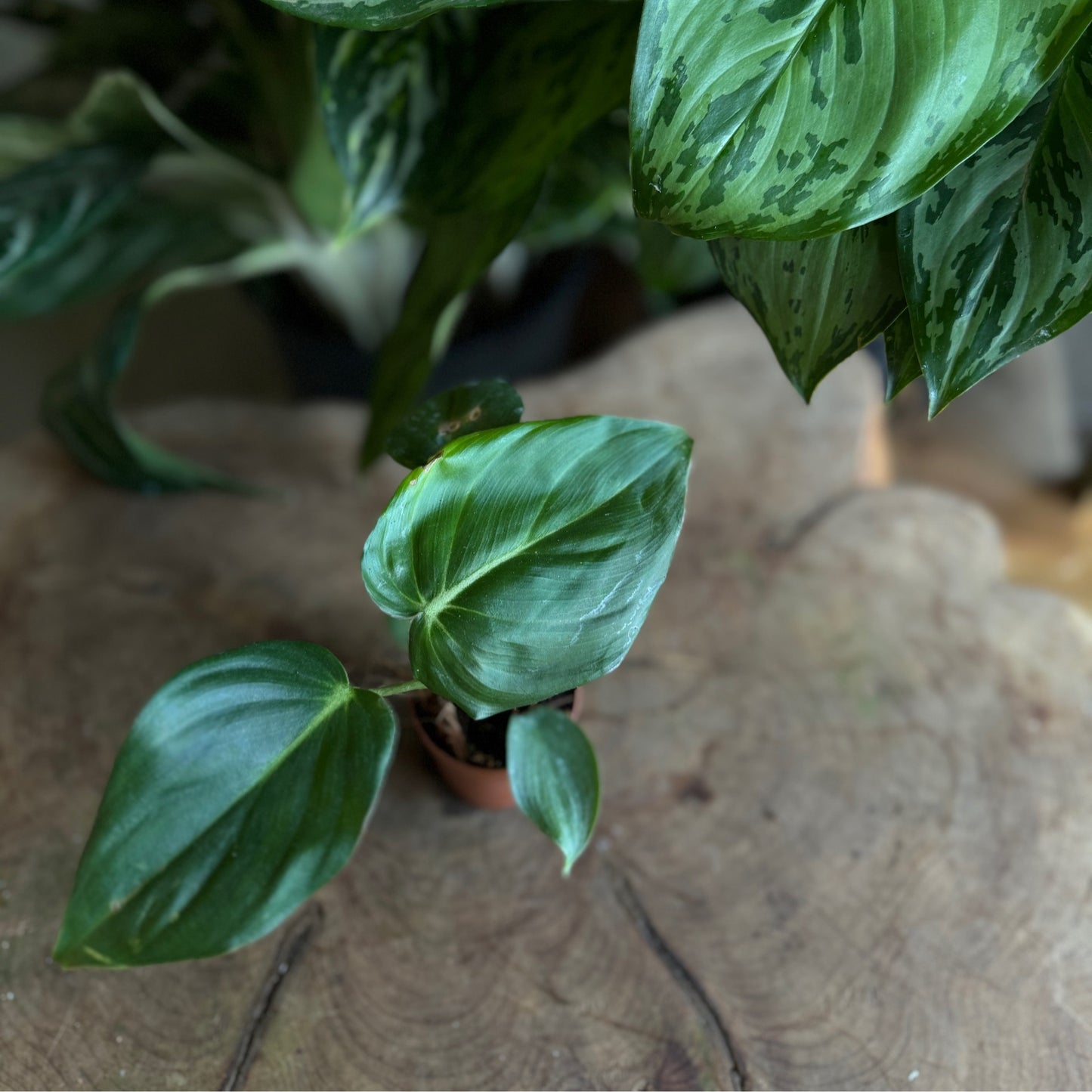Philodendron McDowell 2”