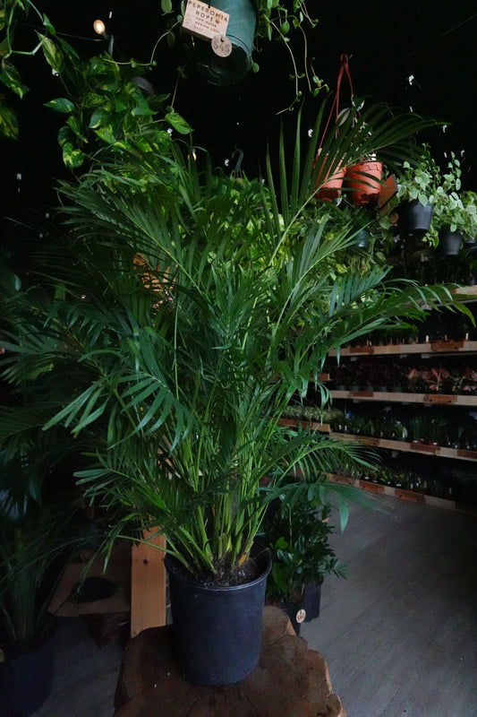 Cat Palm 10”