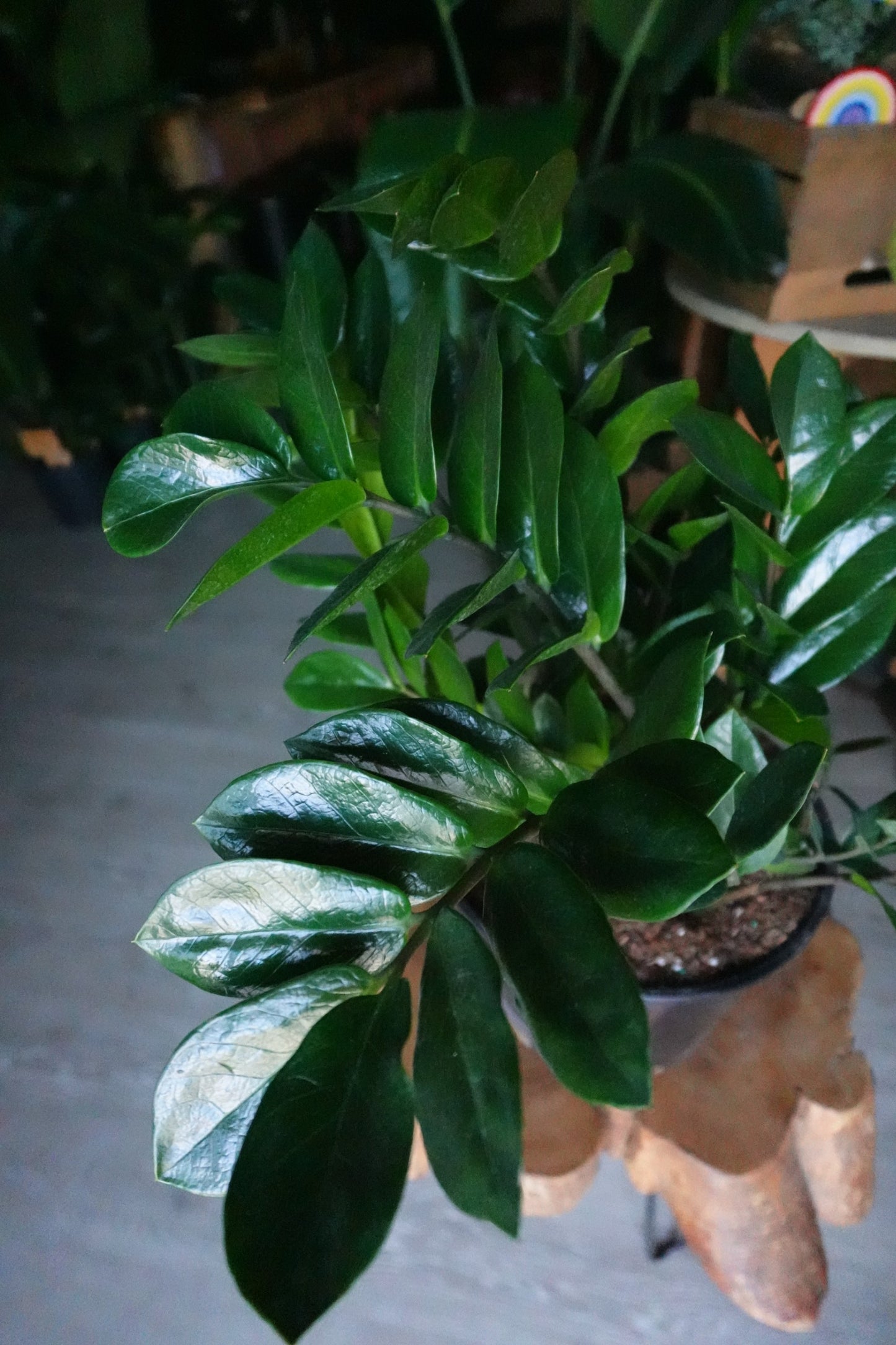 ZZ Plant 10”