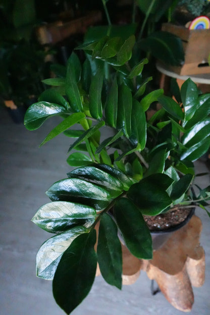 ZZ Plant 10”