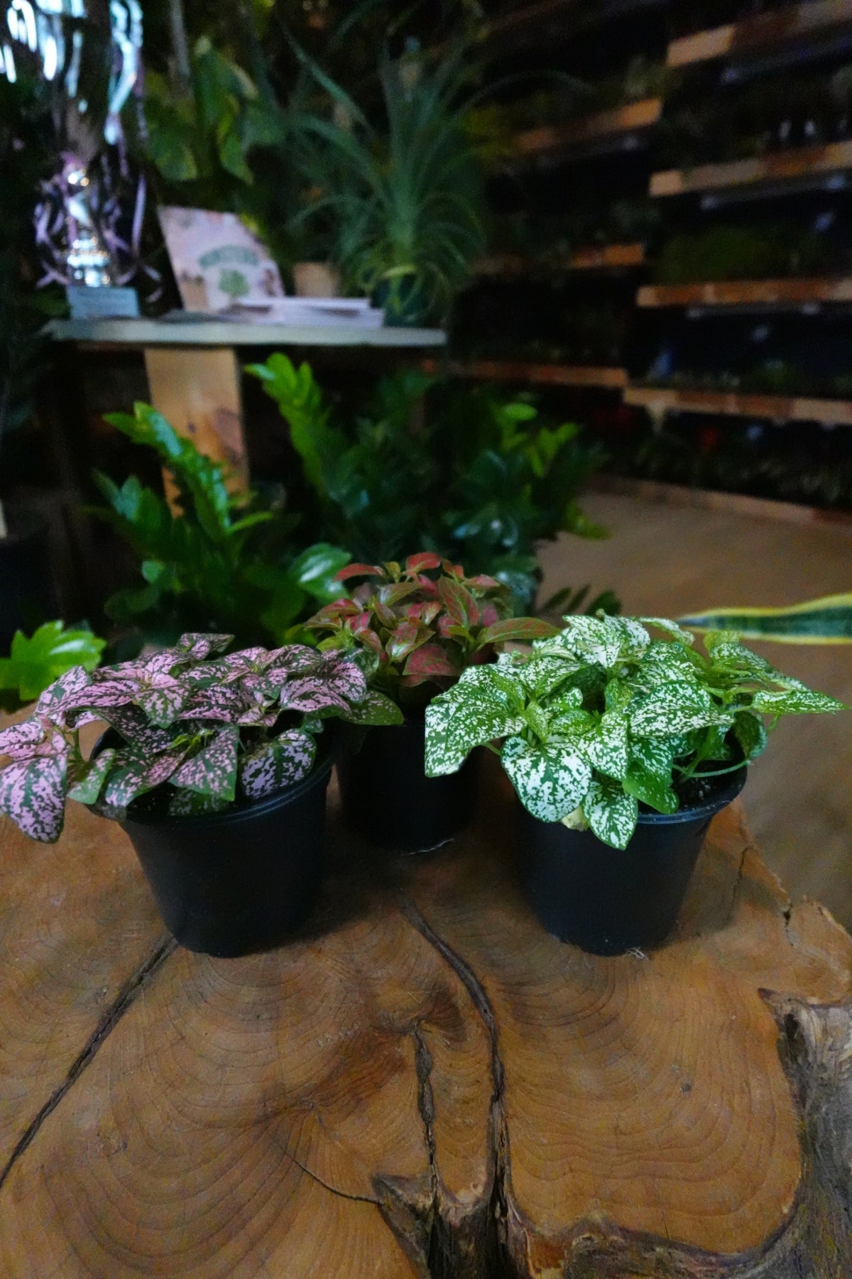 Polka Dot Plant 4"