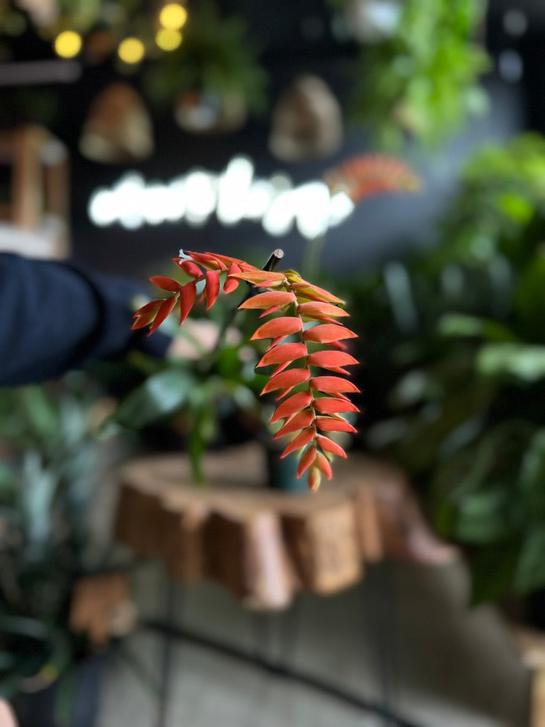 Tillandsia Dyeriana 4”