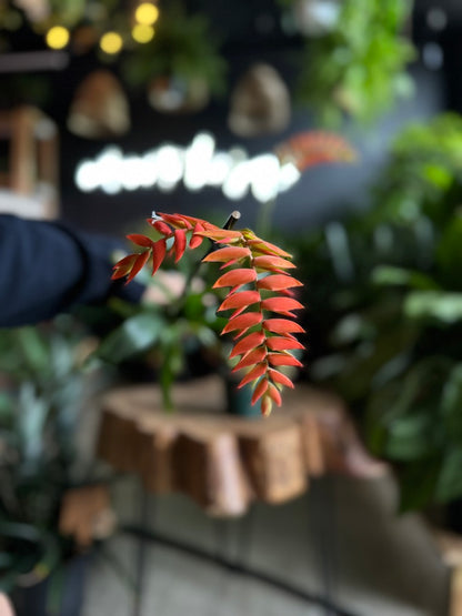 Tillandsia Dyeriana 4”