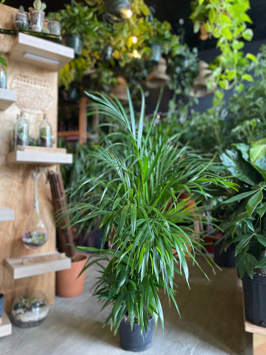 Areca Palm 8”