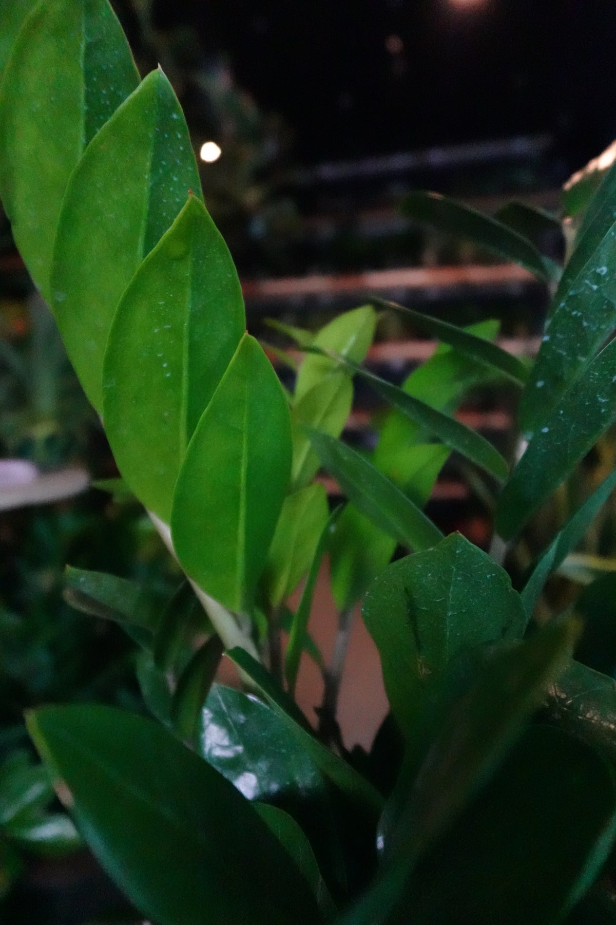 ZZ Plant 8"