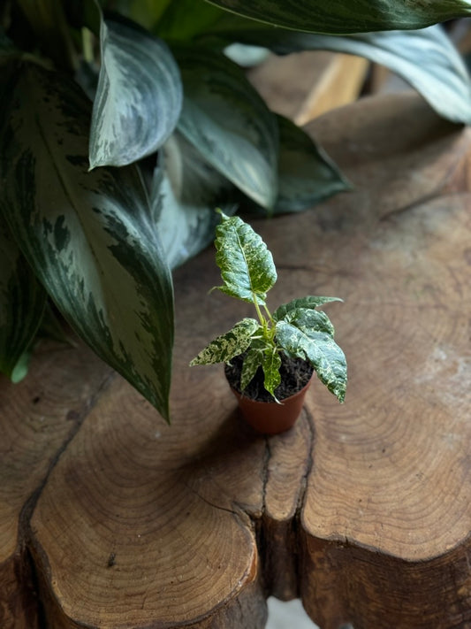 Ficus Elastica Cotton Color 2"