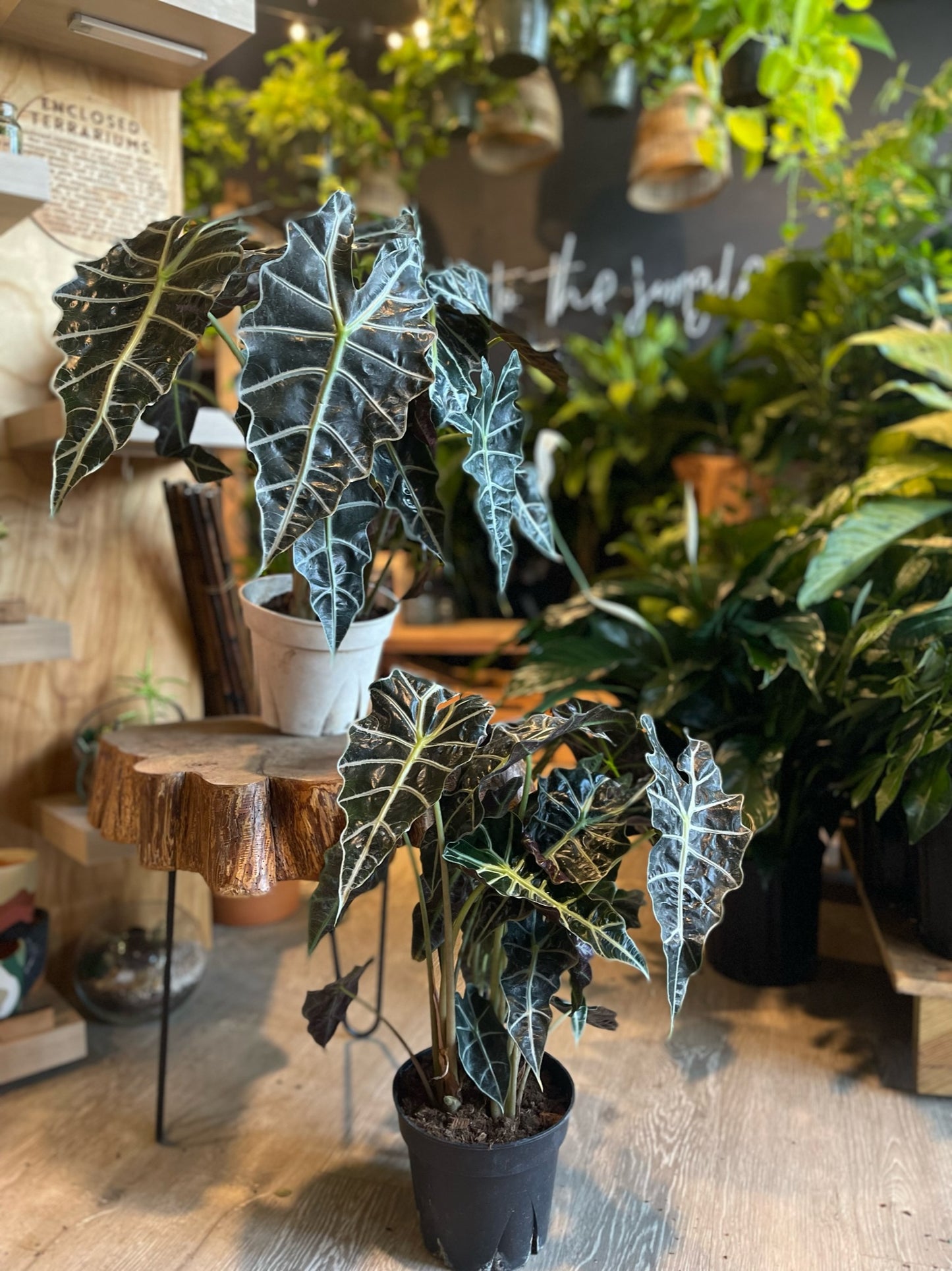Alocasia Polly 8”
