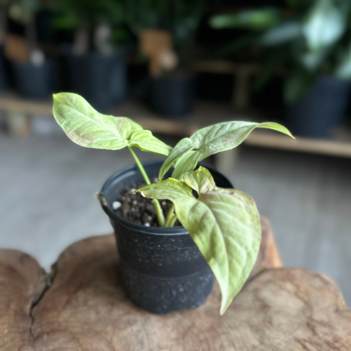 Syngonium Strawberry Milk 4"