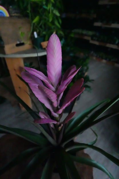 Tillandsia Antonio 6”