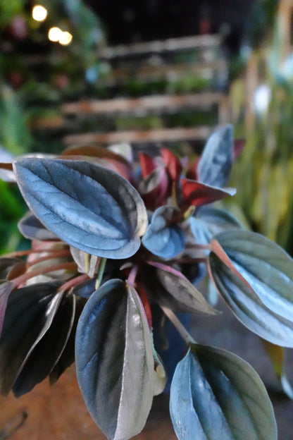 Peperomia Santorini 4"