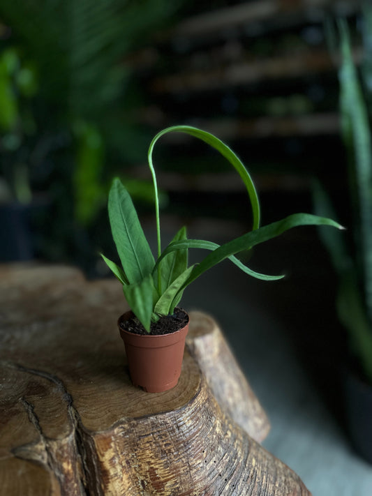 Anthurium Vittarifolium 2"