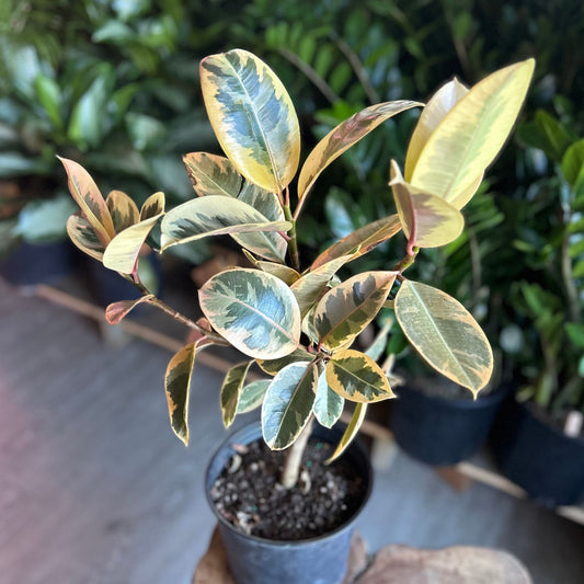 Ficus Tineke 8” (Short)
