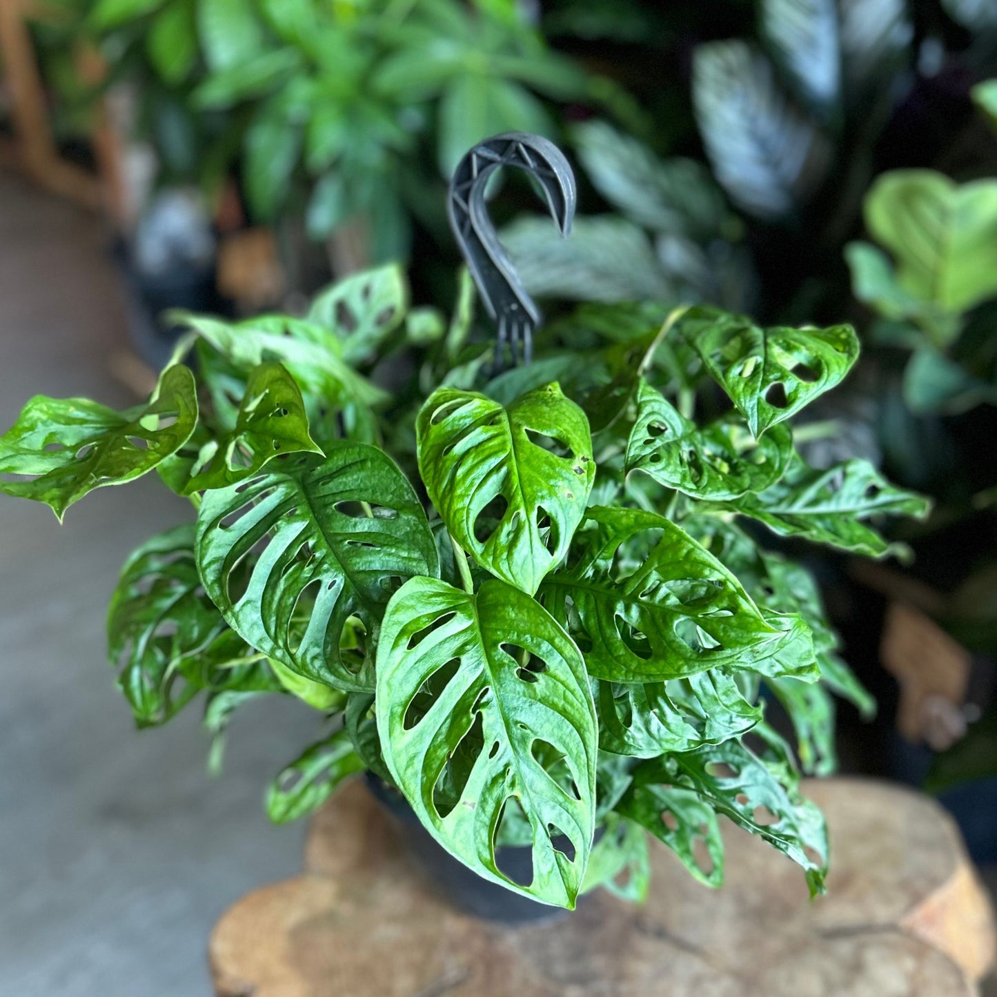 Monstera Adansonii (Swiss Cheese) (Wide Form) 8" HB