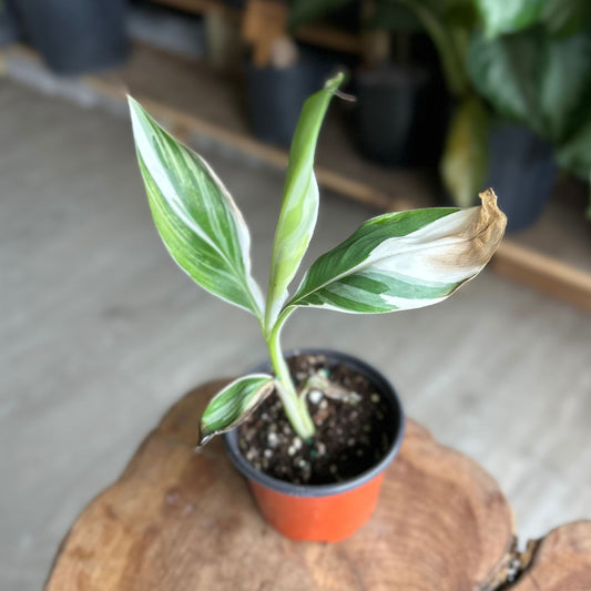 Musa Florida Variegated Banana Tree 3"