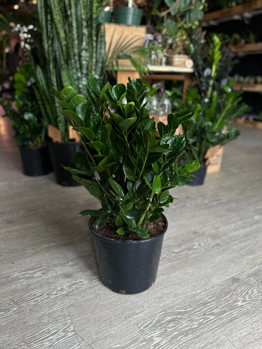 ZZ Plant Midori 8"