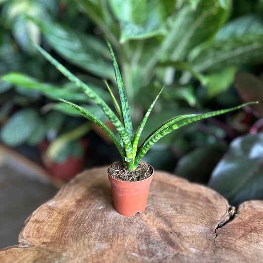 Sansevieria Fernwood Mikado 2"