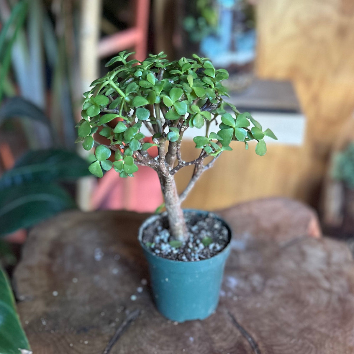 Portulacaria Afra 'Mini Jade' 4”