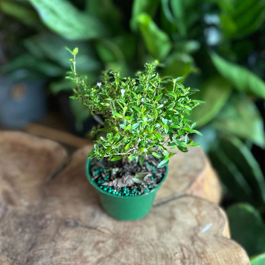 Serissa Snowrose 4"