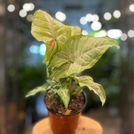 Syngonium Confetti 4"