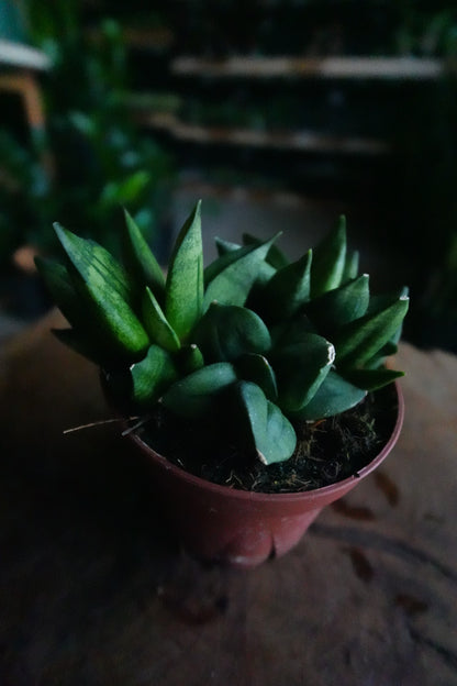 Sansevieria Pyramid 4"