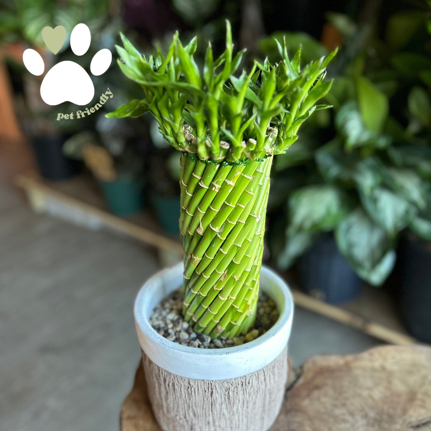 Bamboo Tornado In Pot 6"