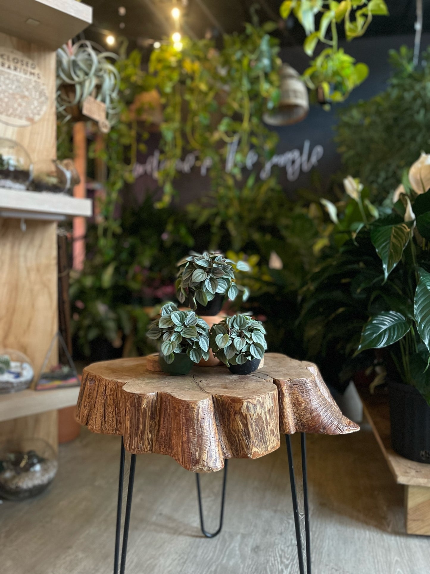 Peperomia Napoli Nights 4”