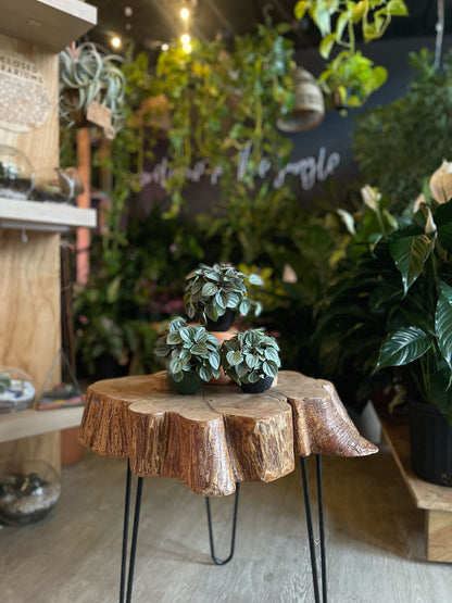 Peperomia Napoli Nights 4”
