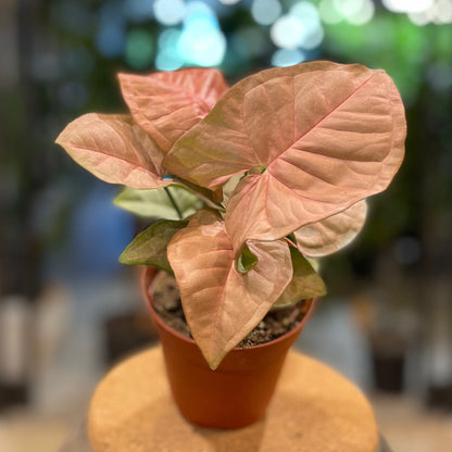 Syngonium Neon 4”