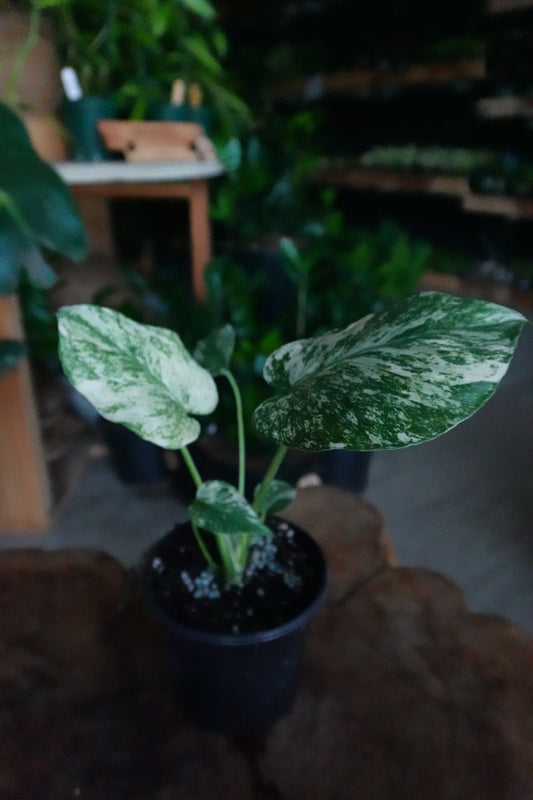 Monstera Mint 4"
