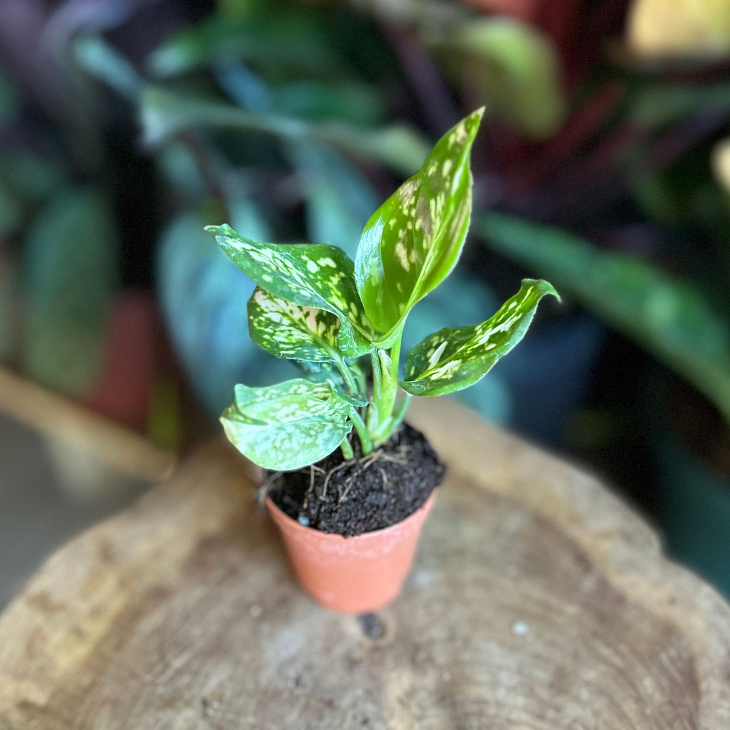 Aglaonema Eileen 2"