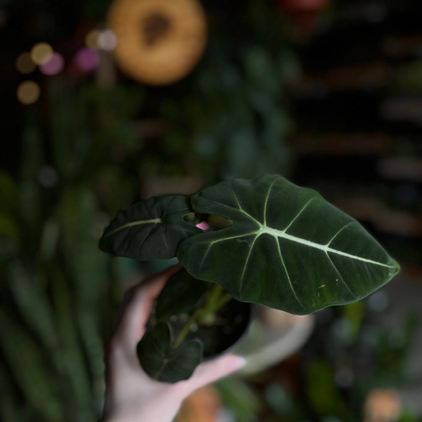 Alocasia Frydek 4”