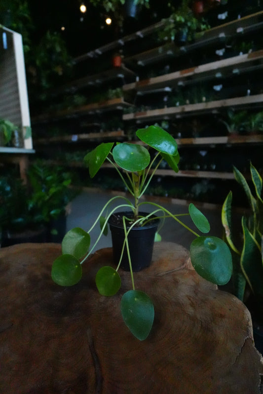 Pilea Peperomioides 4”