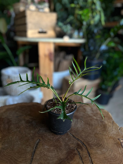 Philodendron Tortum 4”