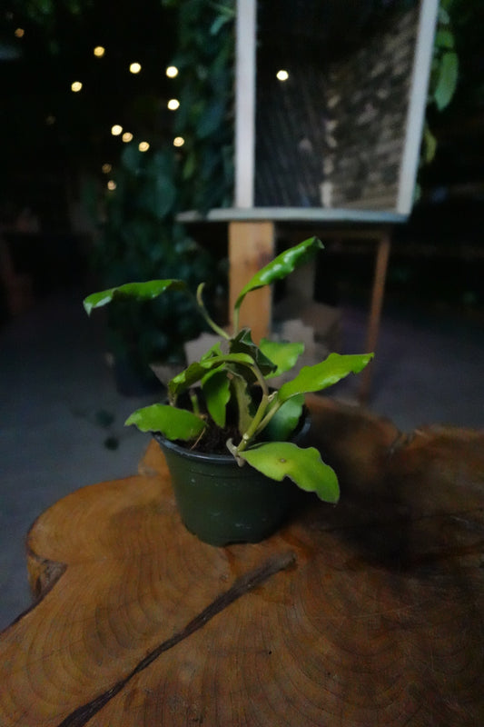 Hoya Waymaniae 4"
